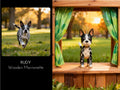 Pet Portrait